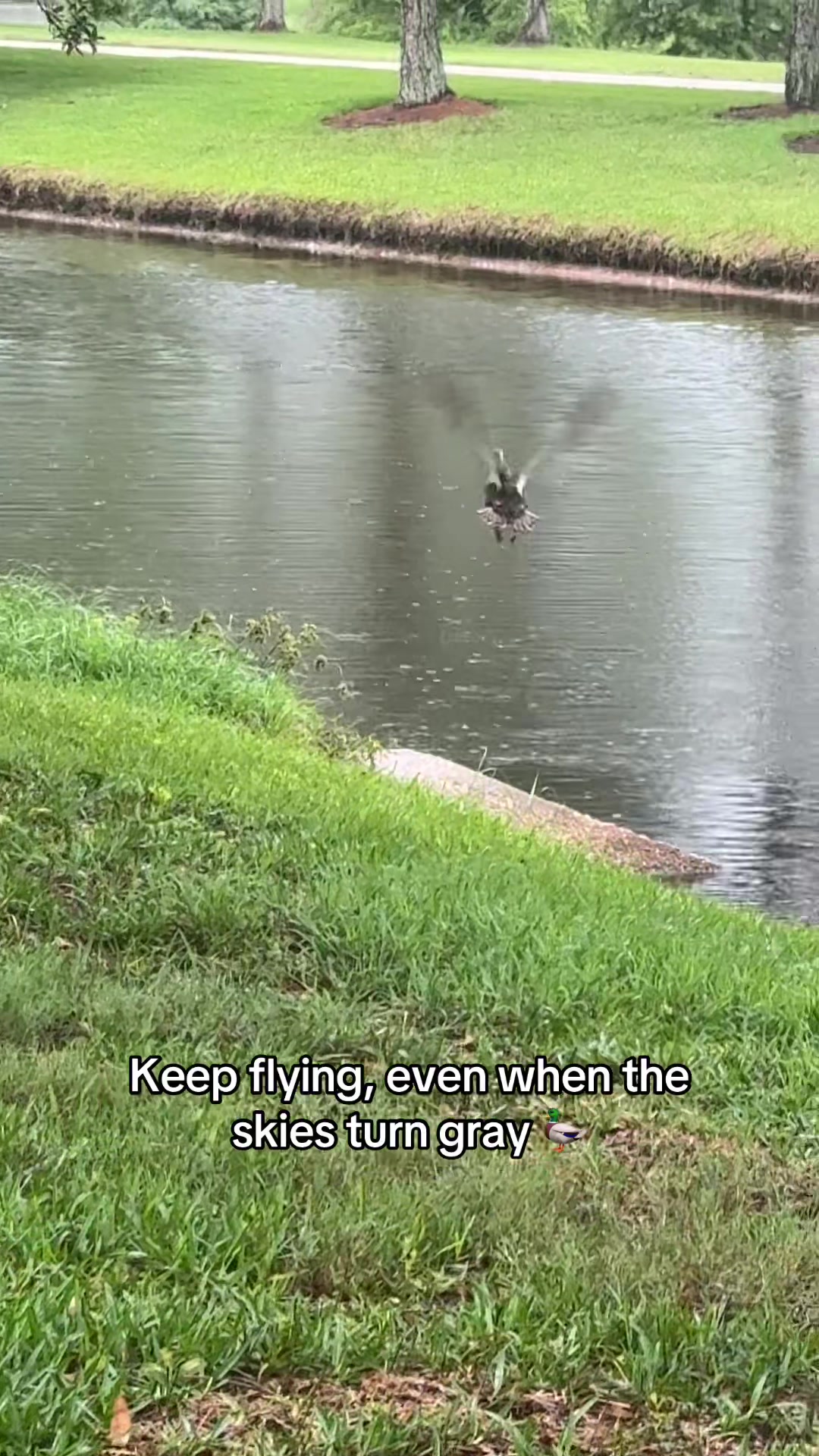 @Pigglet007