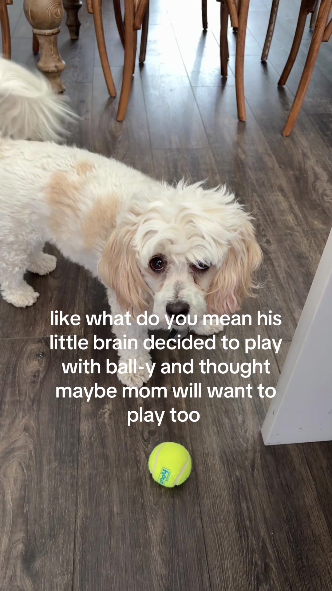 @Silly.dog.cooper