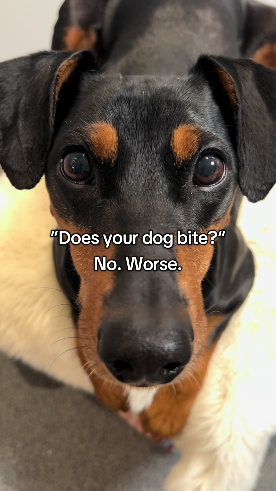 @AlvaTheHotDog