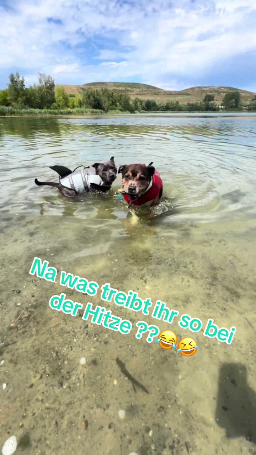 @Chris ❤️Tyson&Jola😍😎