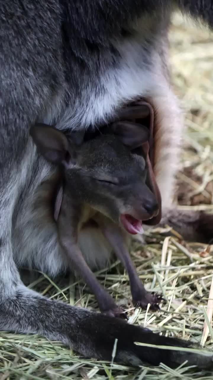 @Mundo Animal