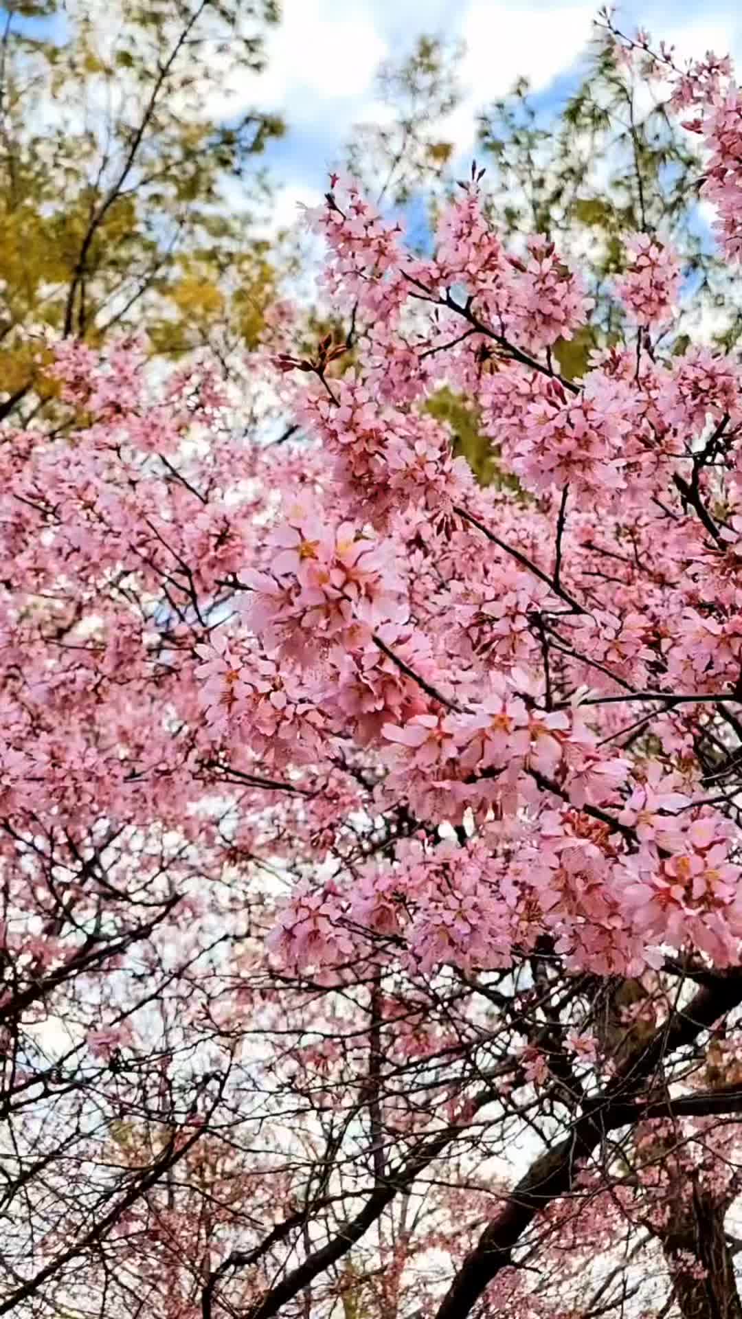 @NatureMan_Official_1