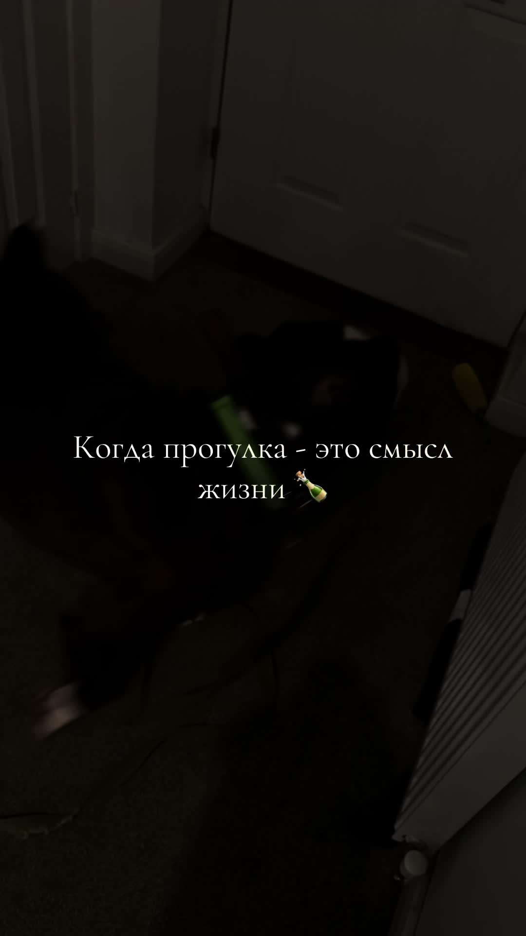 @wszystko🐁