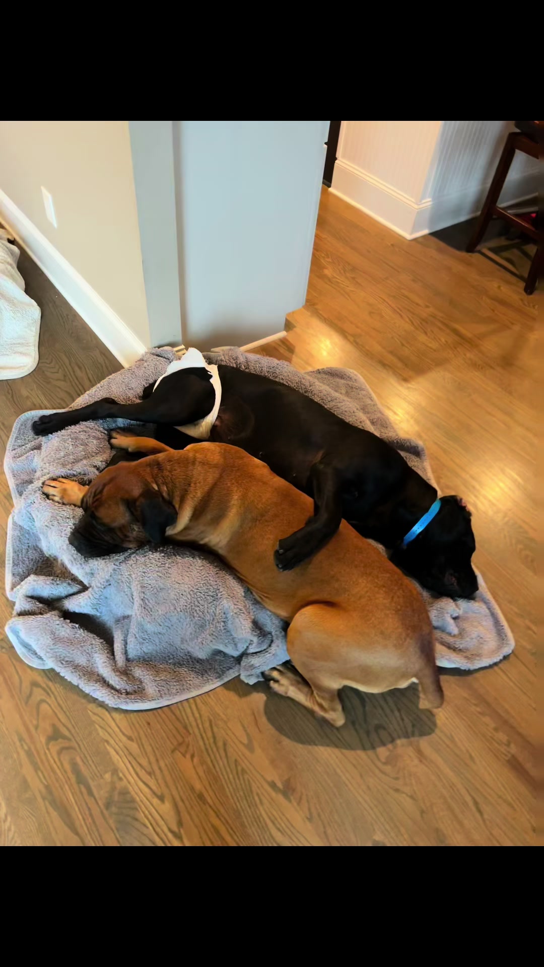 @Son of Atkin&rsquo;s Cane Corso