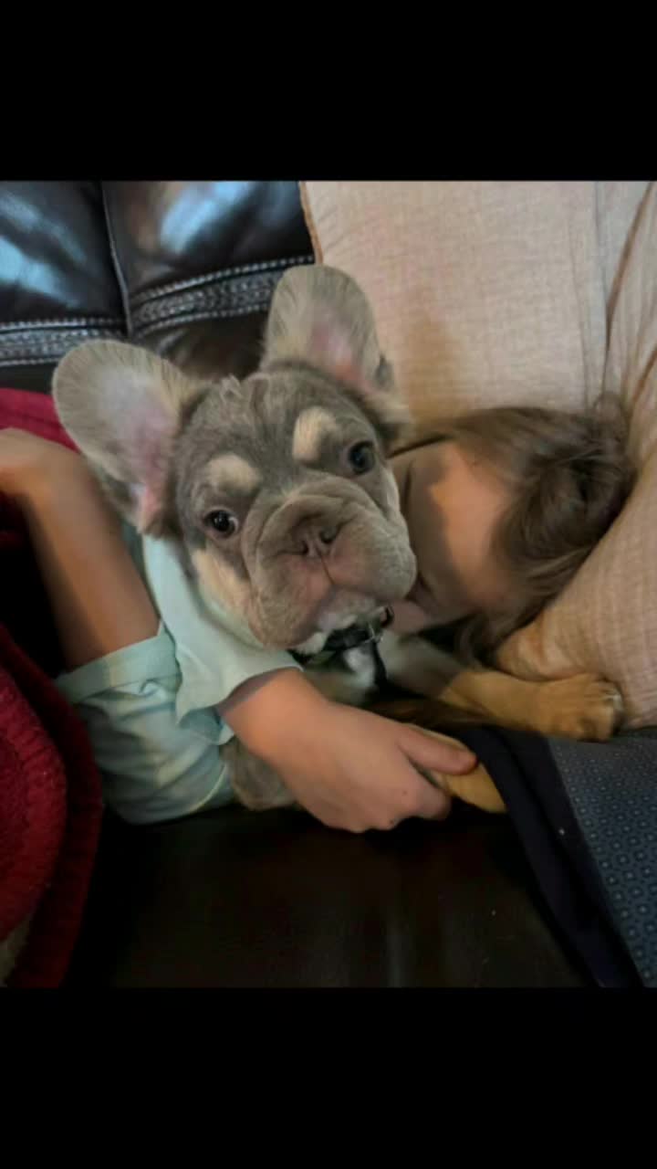 @Colorado Frenchies