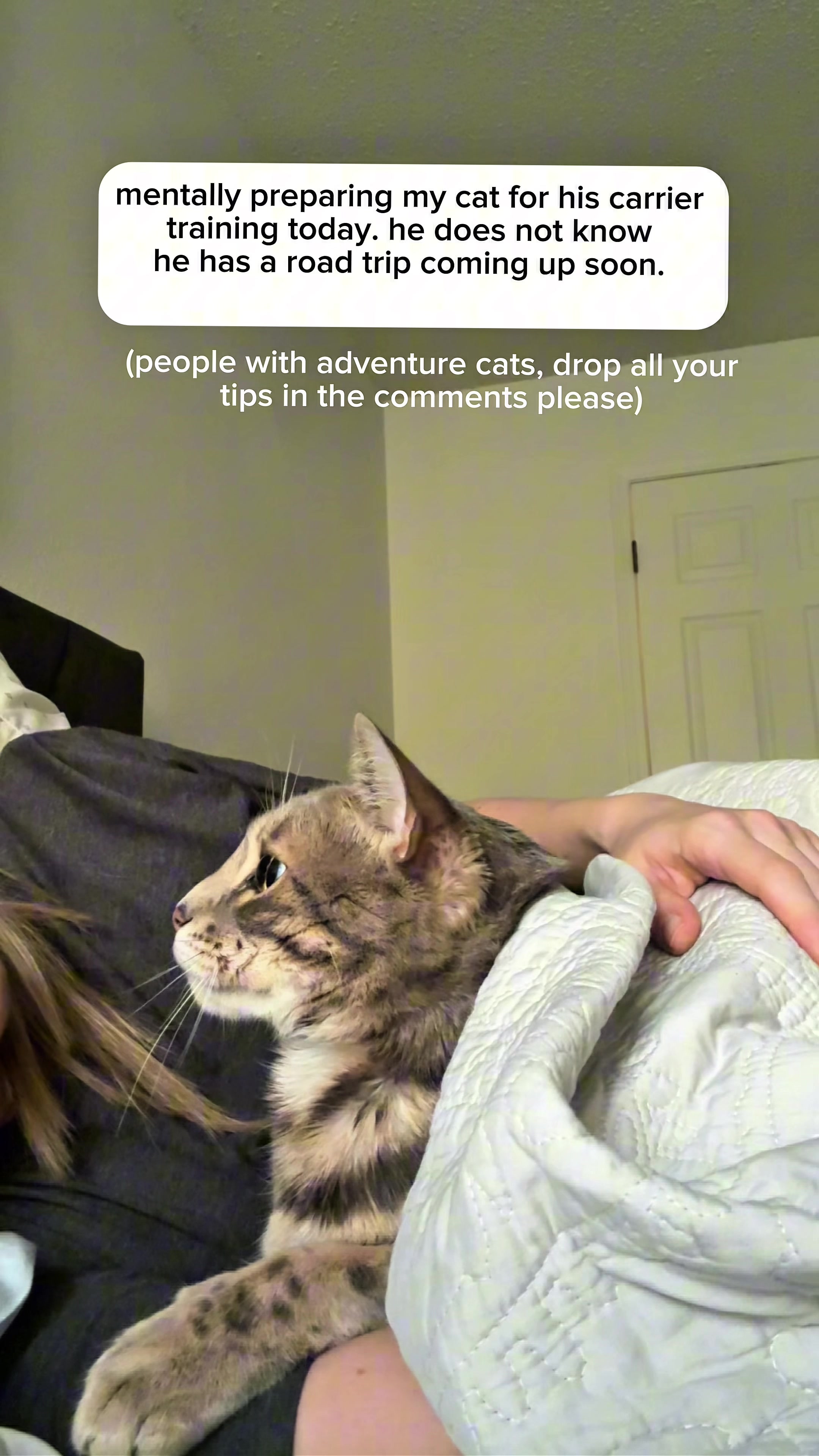 @Mochi the Bengal