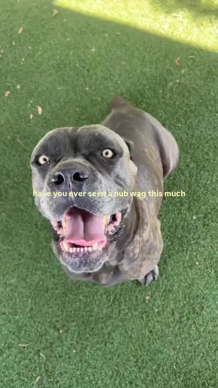 @Cane Corsos
