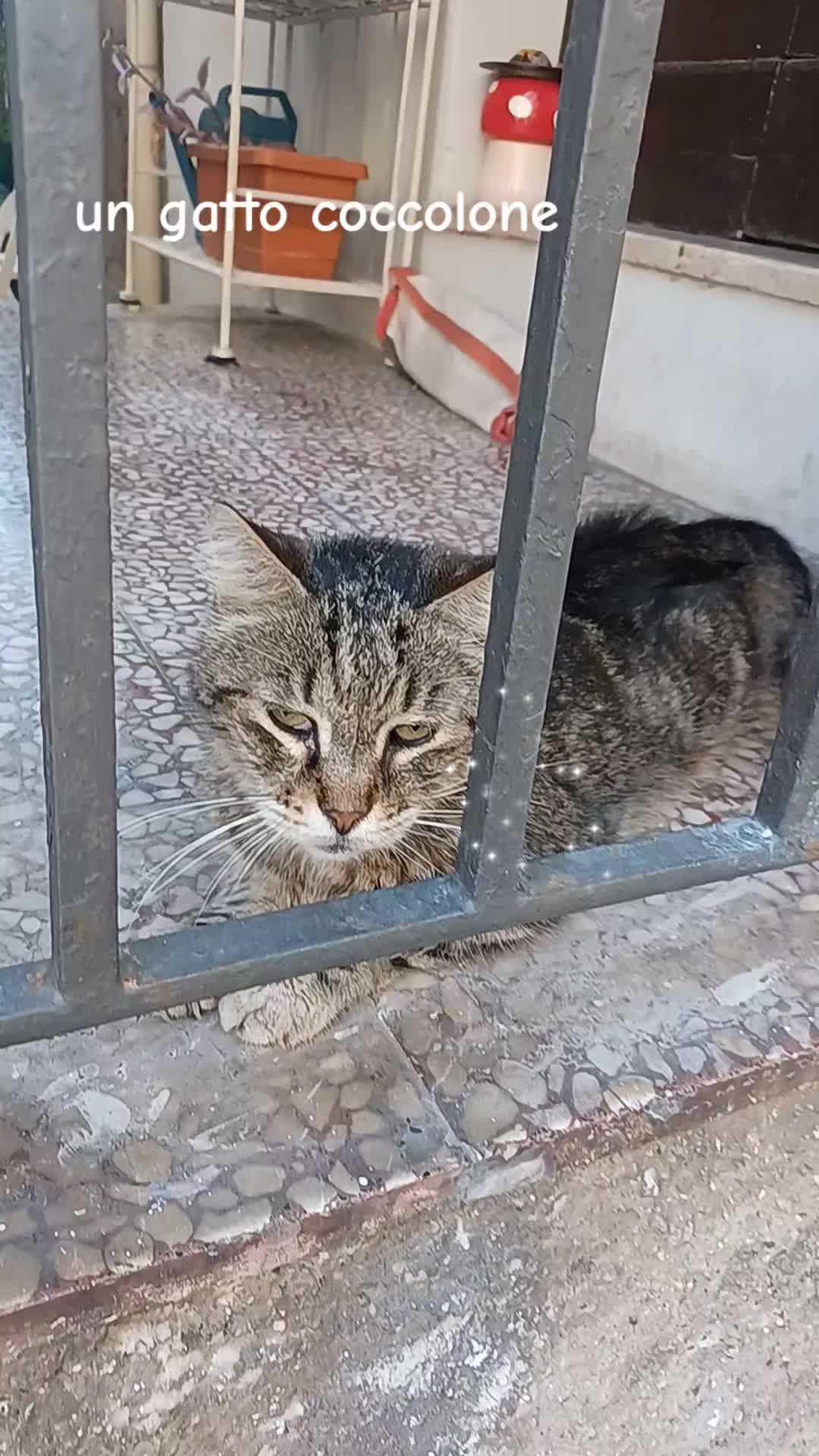 @amica dei gatti