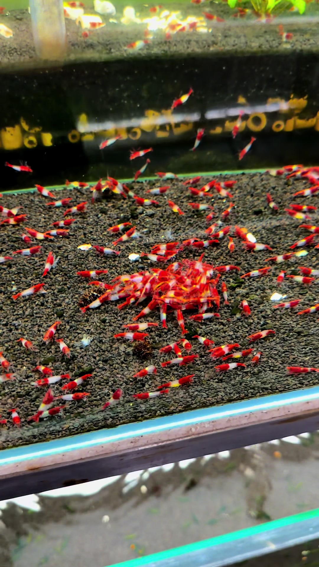 @Once Upon A Shrimp