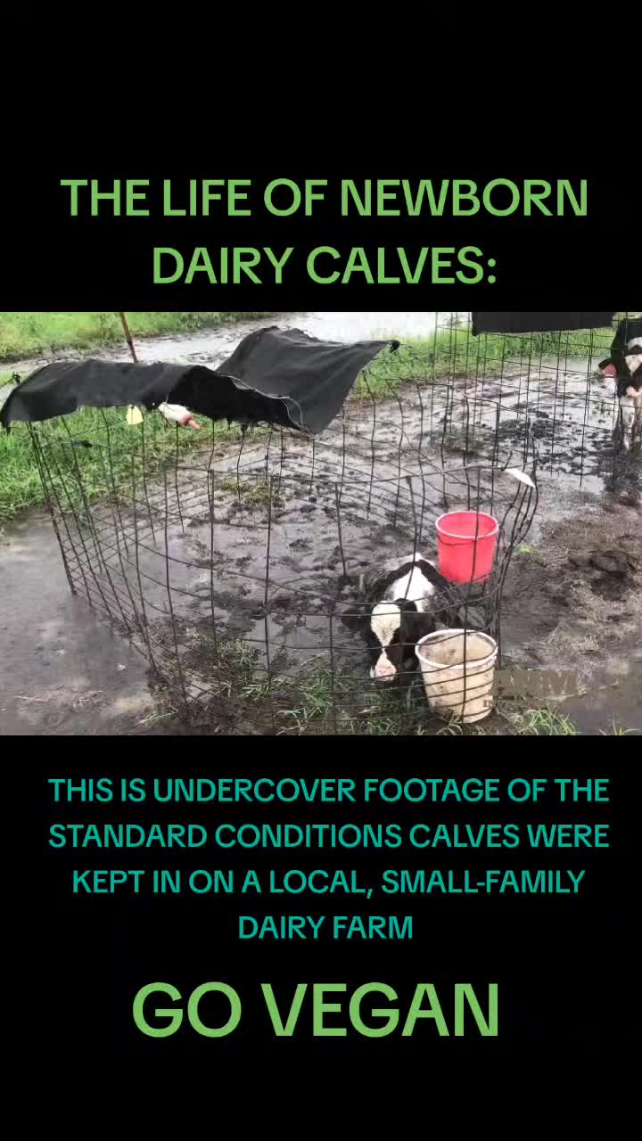 @Khaby Go Vegan