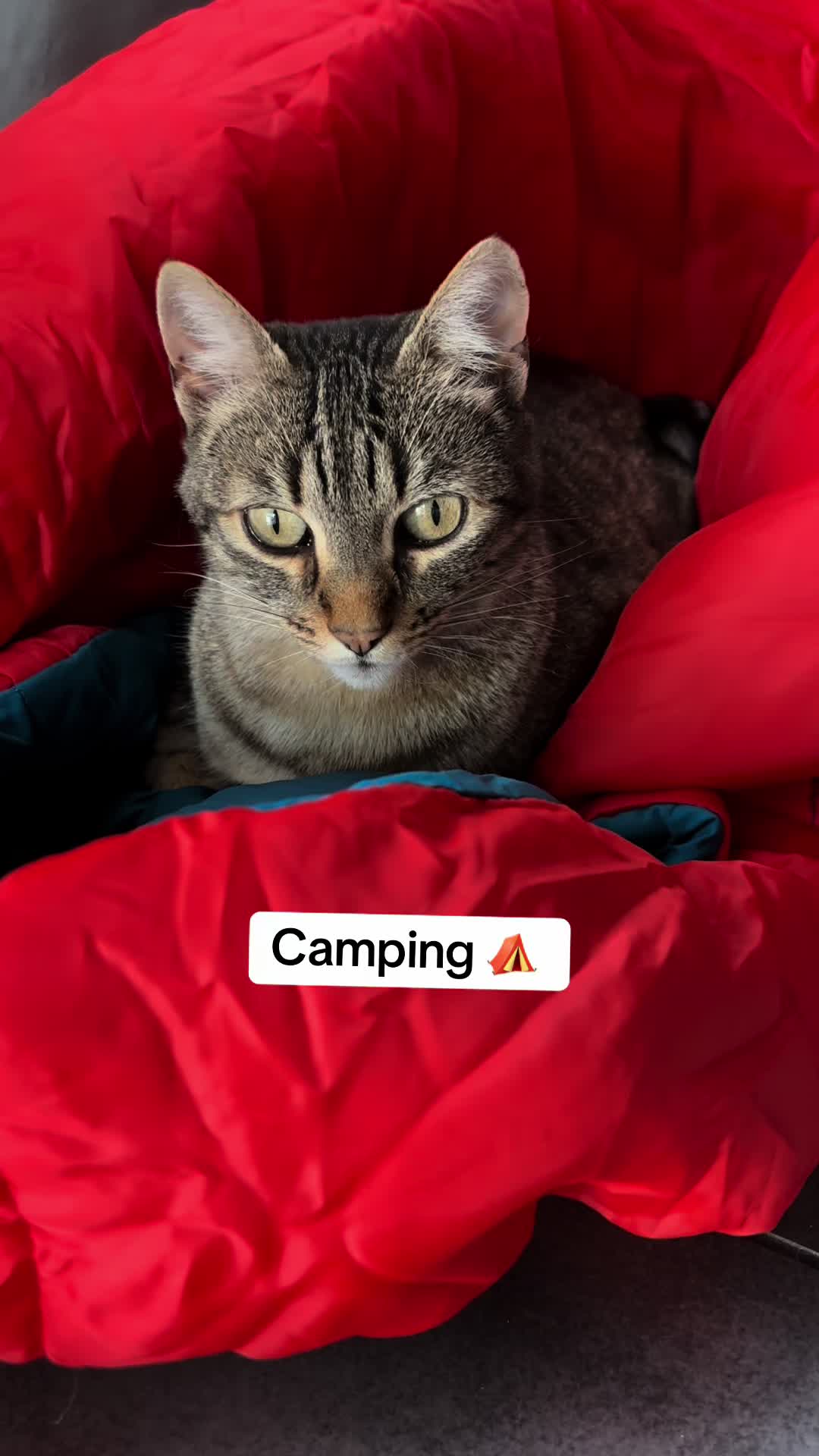 @Bulle la chatte 🐈