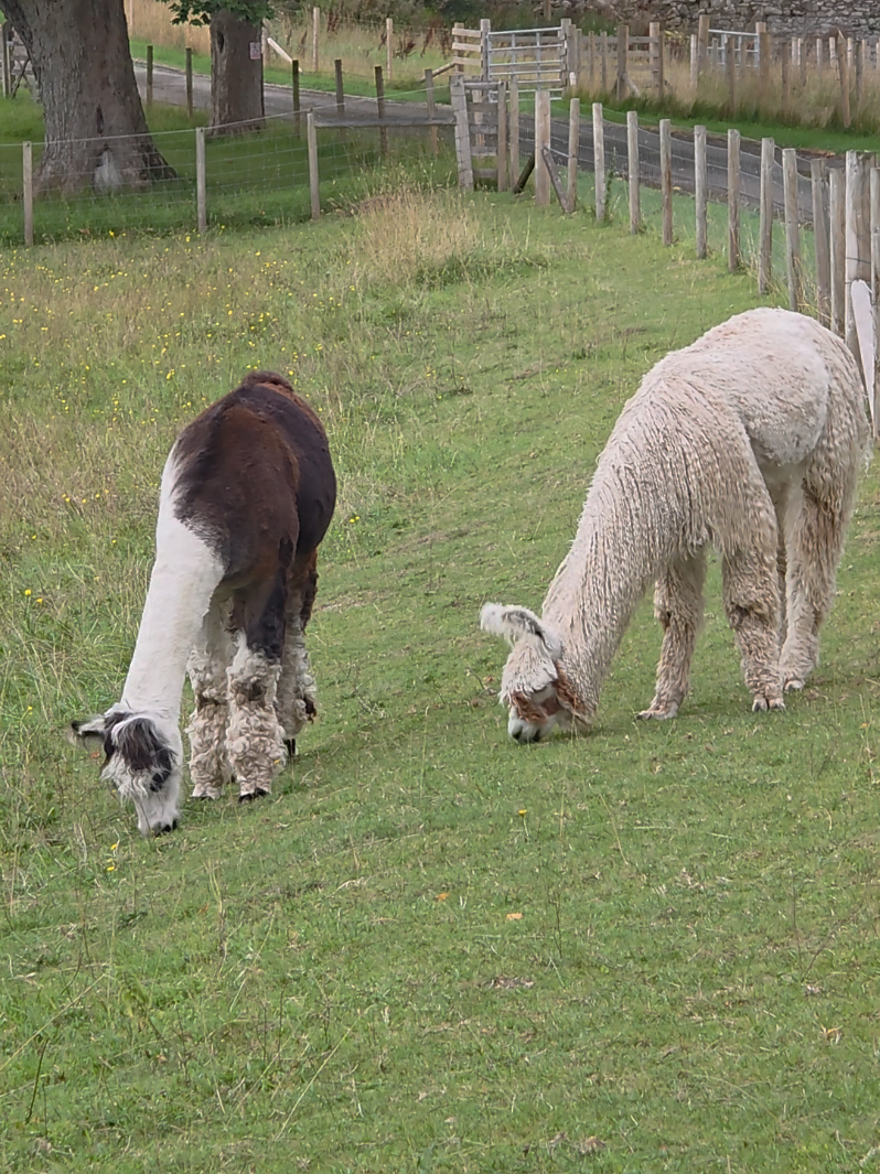 @Bardsea Alpacas and Llamas