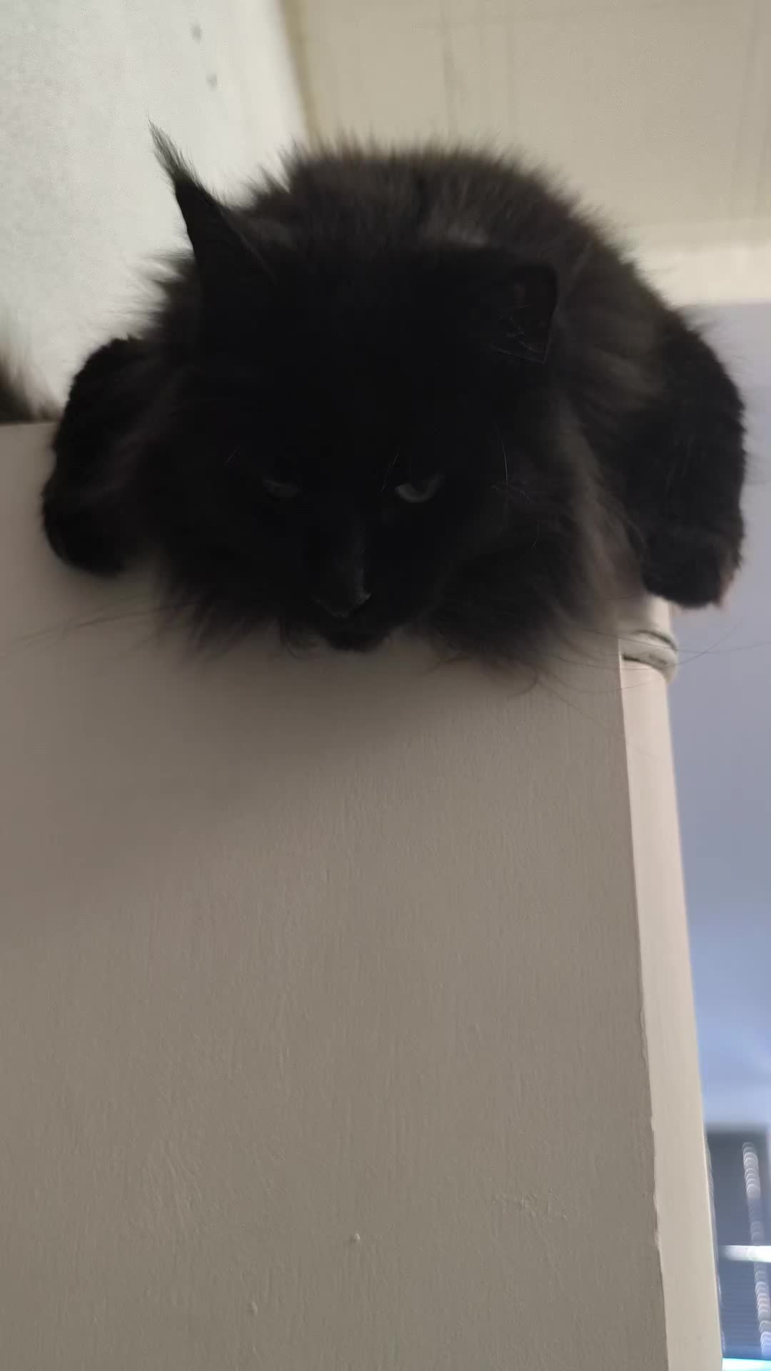 @TiTi.l'amour.des.animaux 🎙️