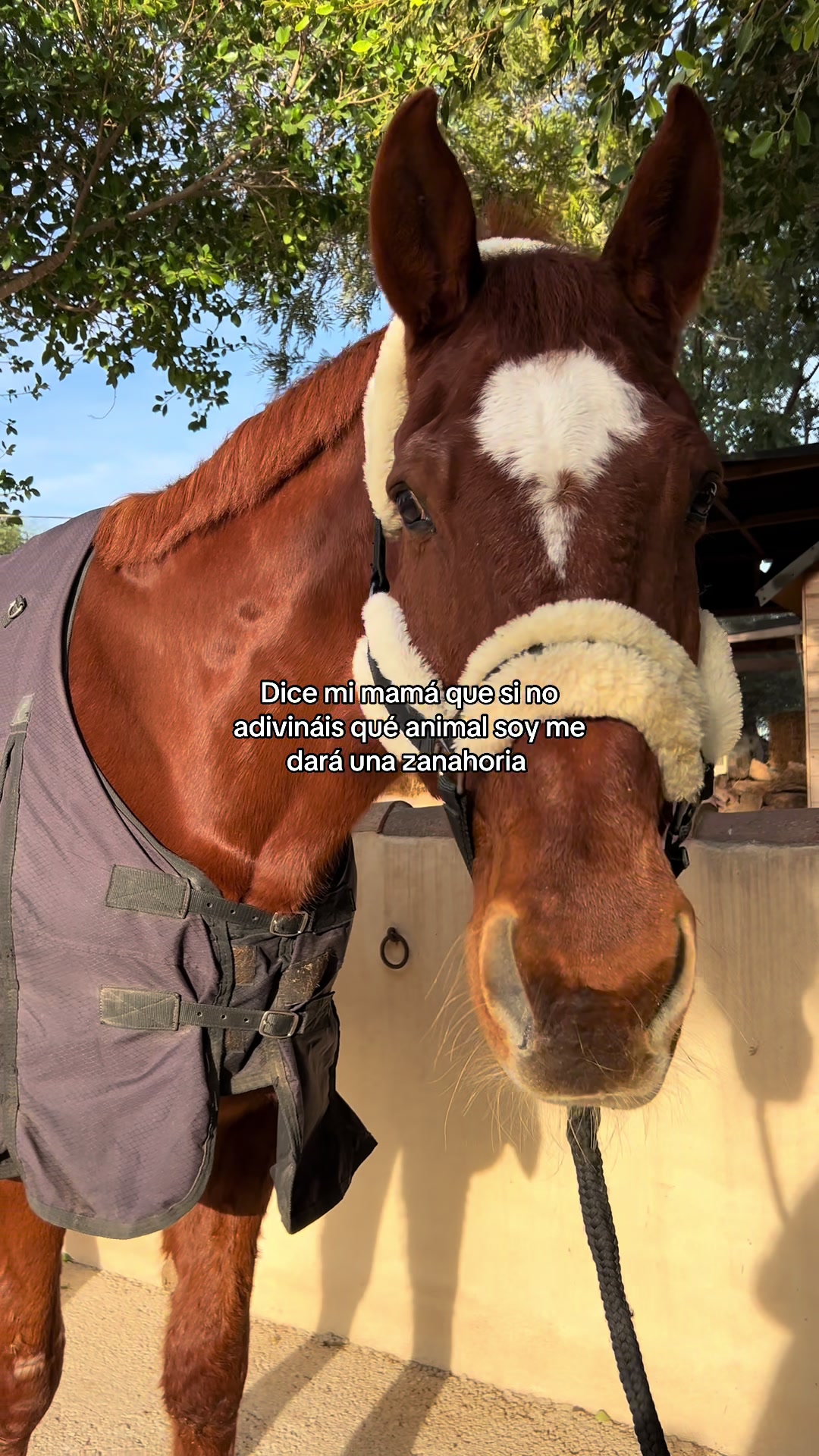 @MyHorse