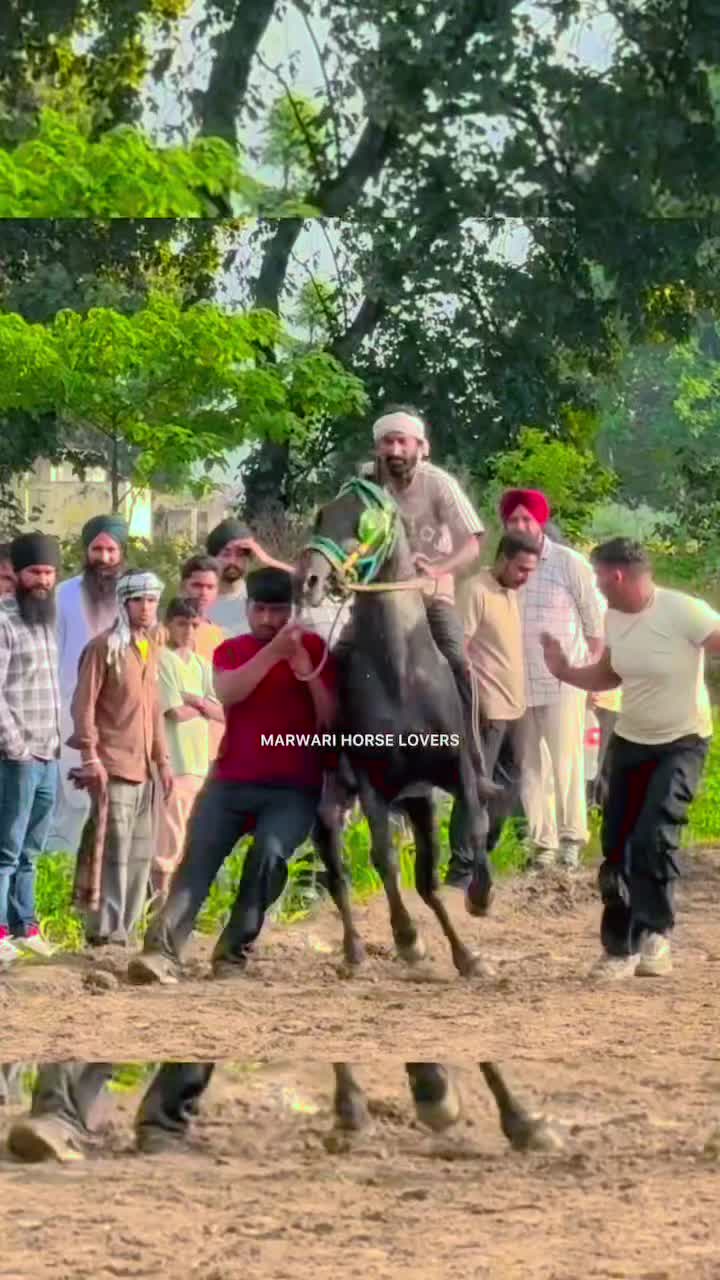 @🏇 MARWARI HORSE RACING 🏇