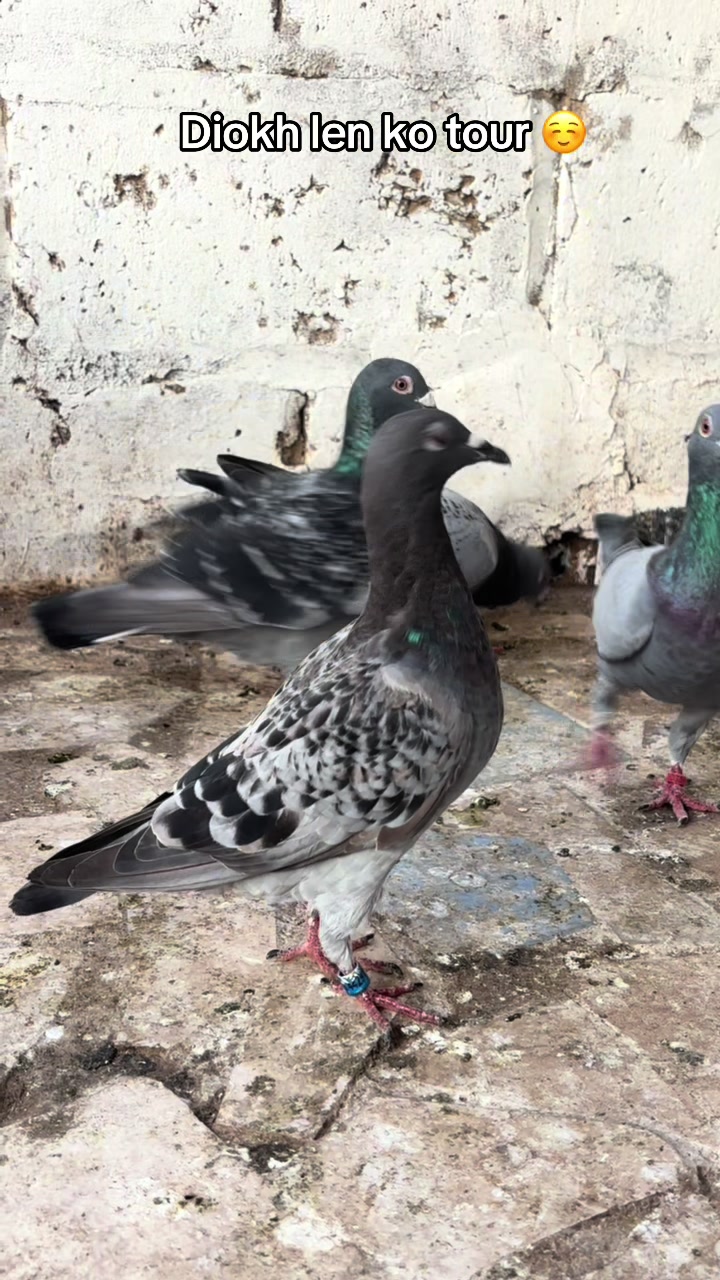 @OMZOLOFT🕊🦜🇸🇳