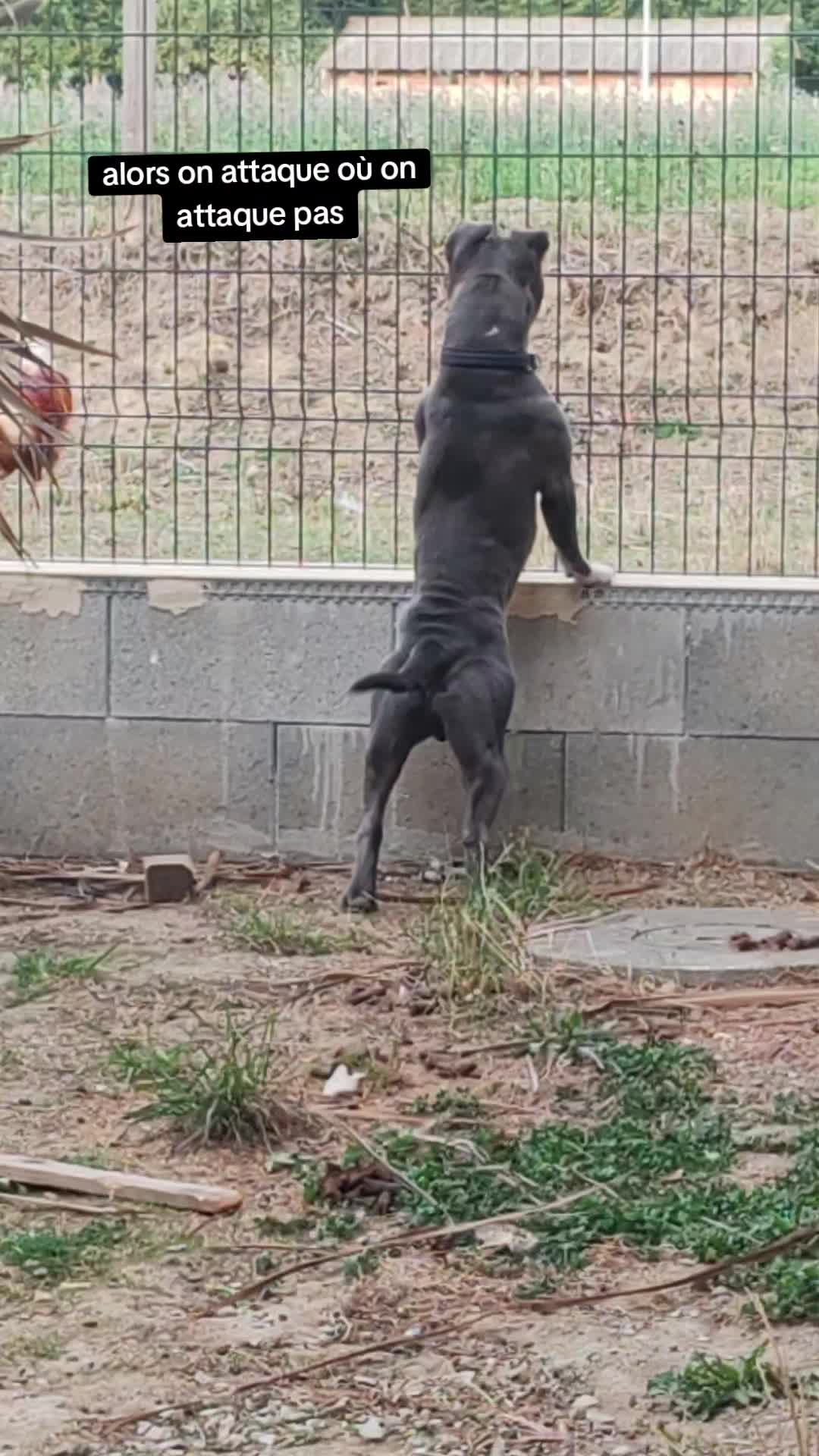 @Asko amstaff