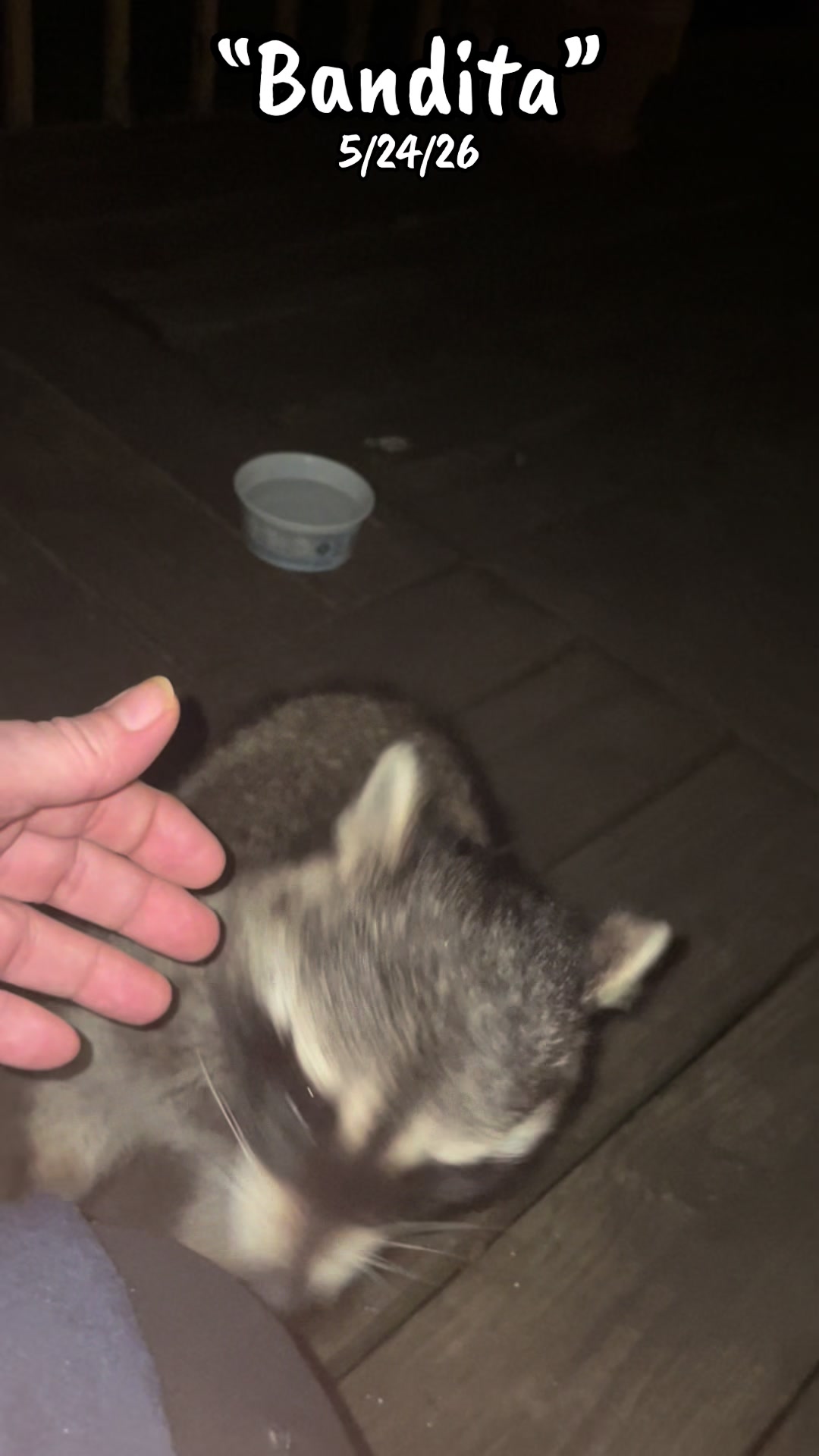@LoneWolfKritterKam
