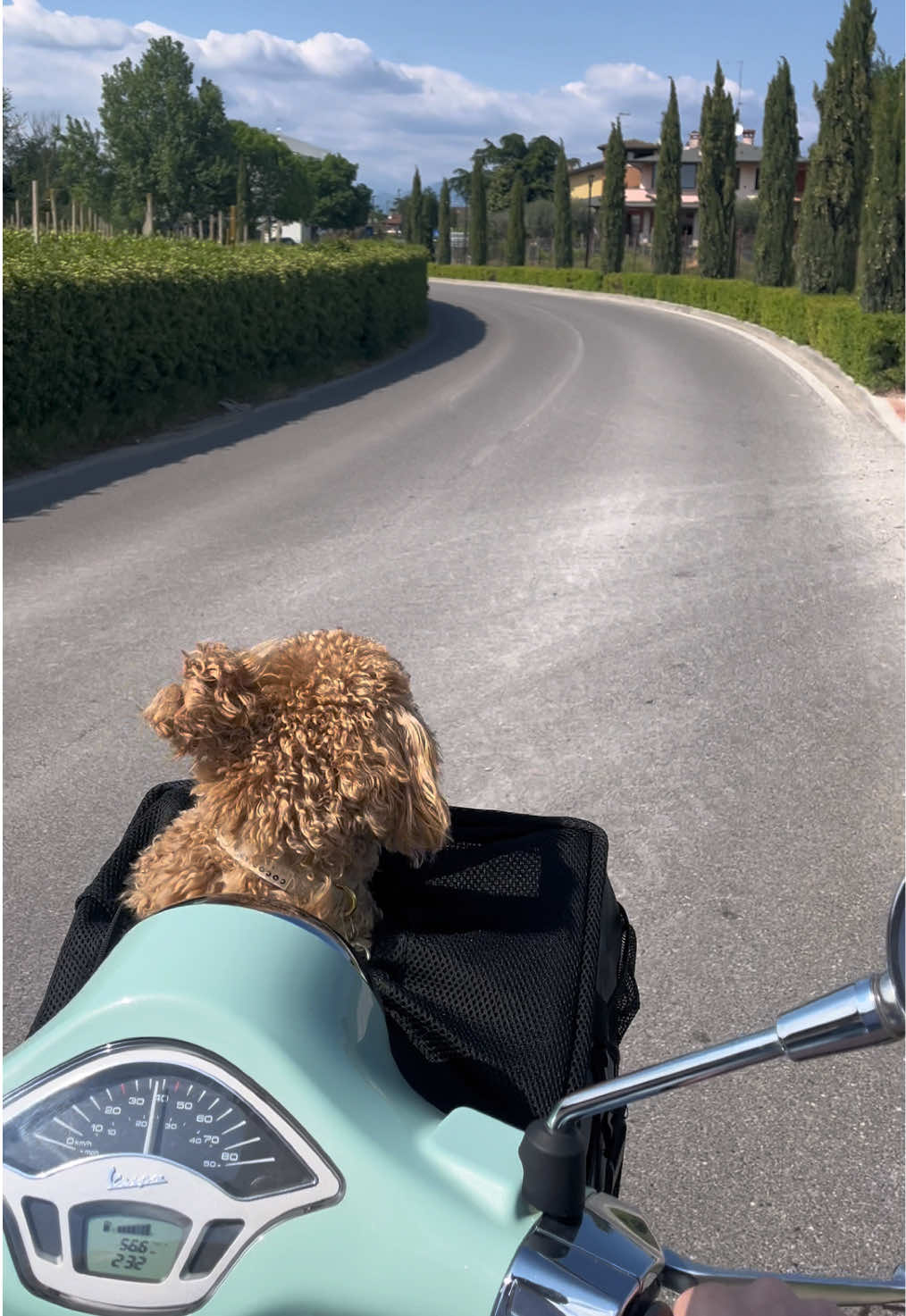 @dinothemaltipoo