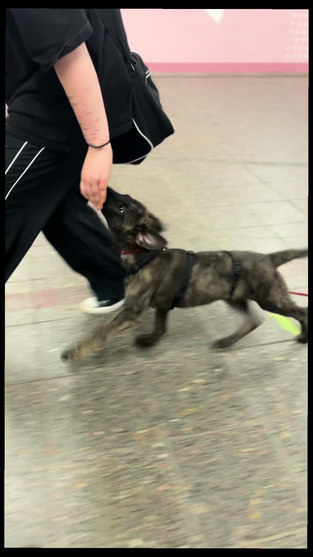 @die.hunde.mafia2