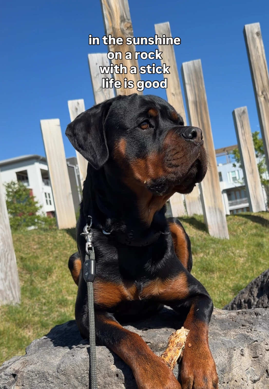 @Rex the Rottweiler