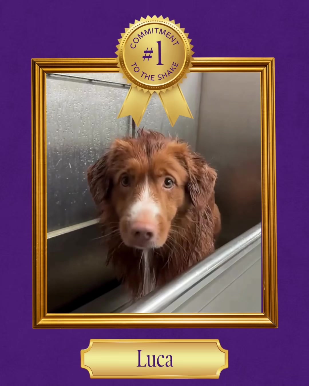 @Westminster Kennel Club
