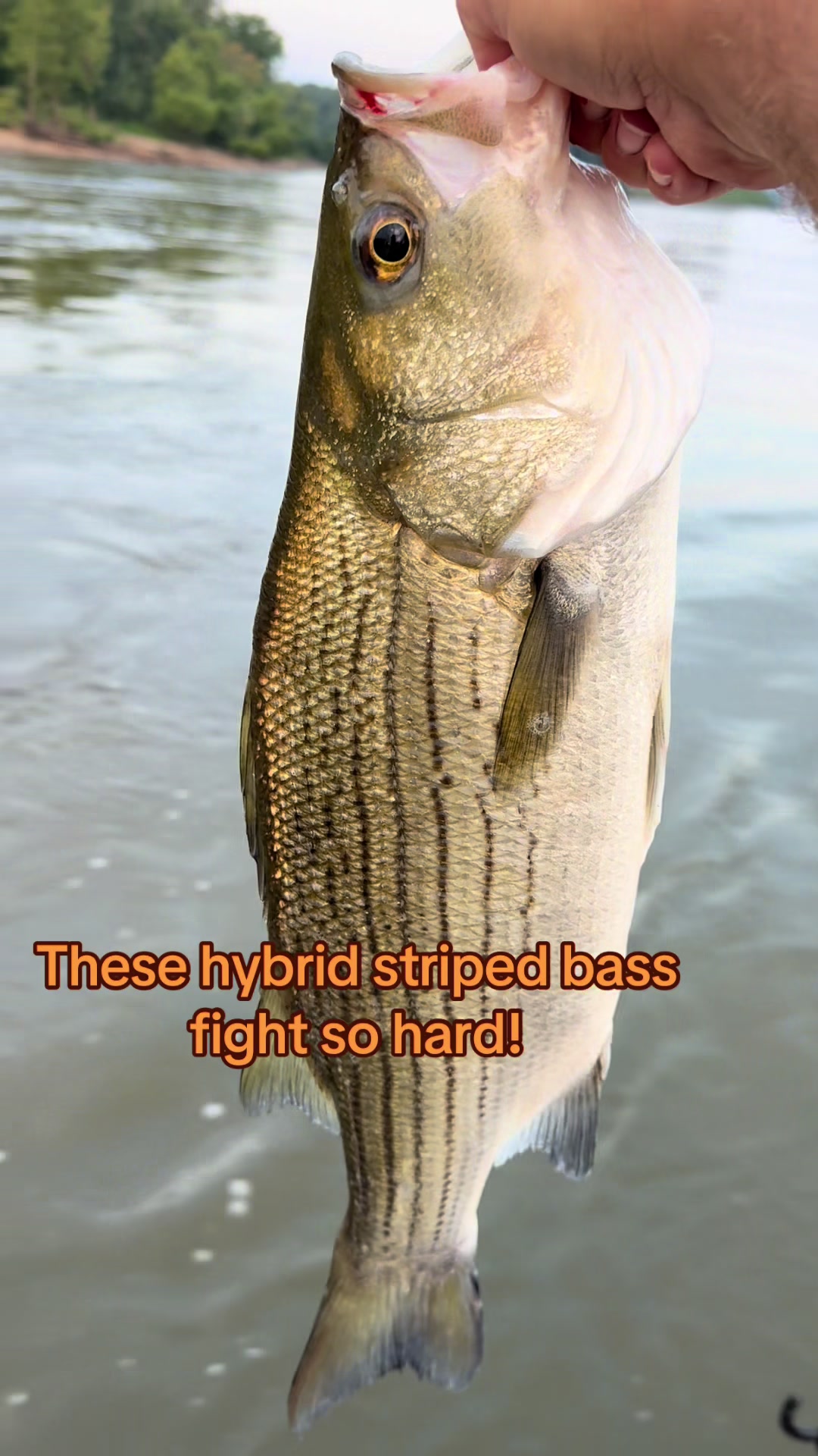 @Kentucky&ensp;Fishing