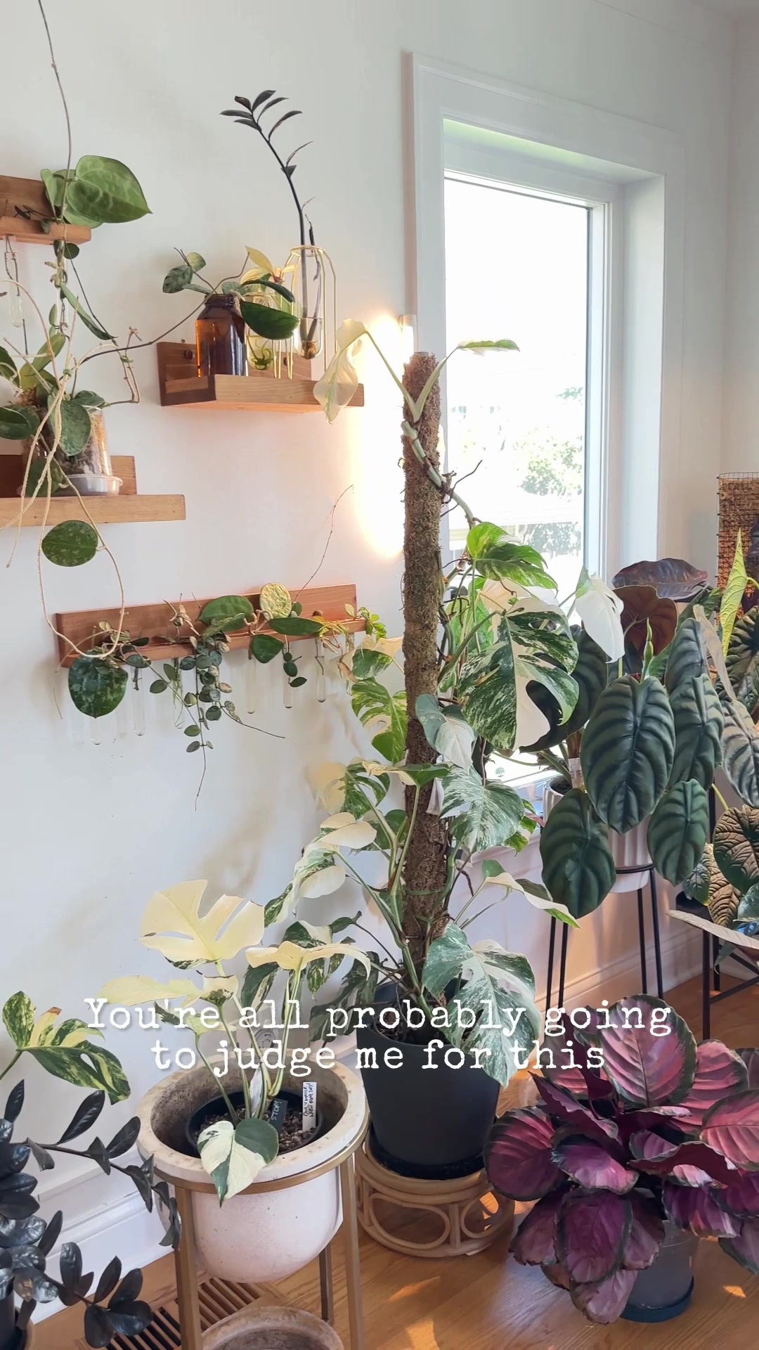 @alltheplantbabies