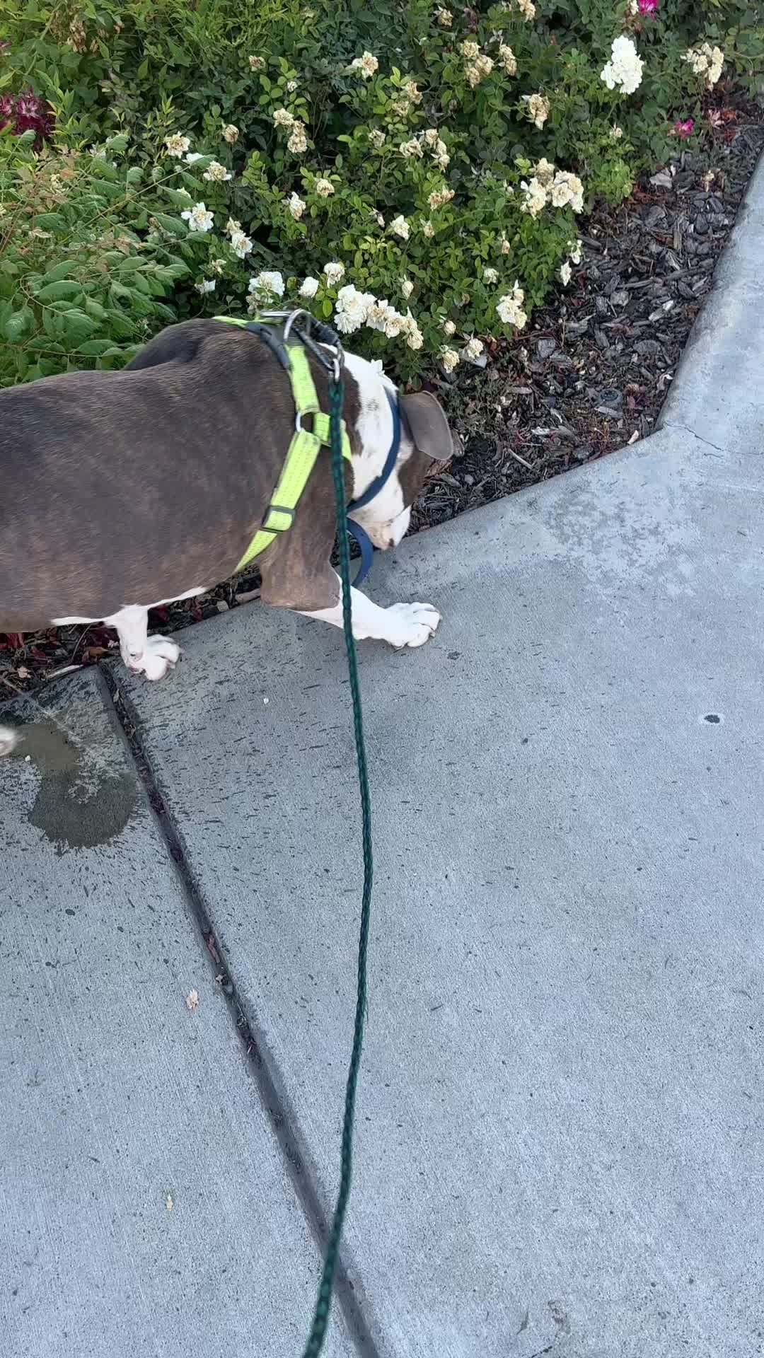 @caponethepitty