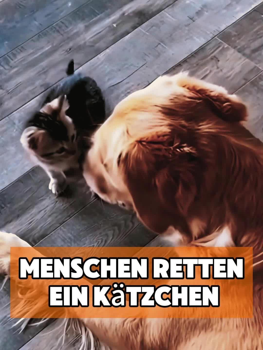 @toto_tier