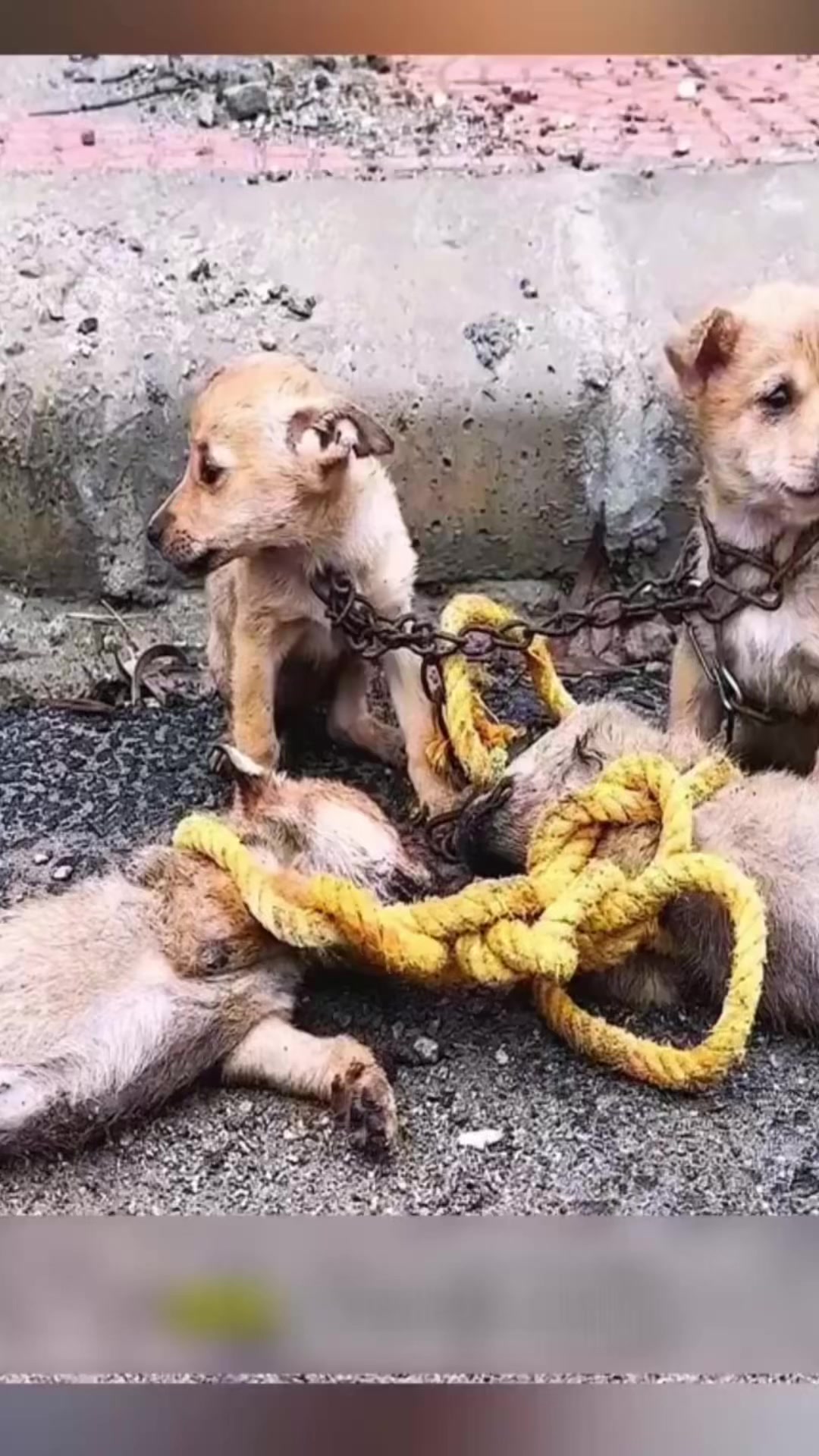 @rescueanimals69