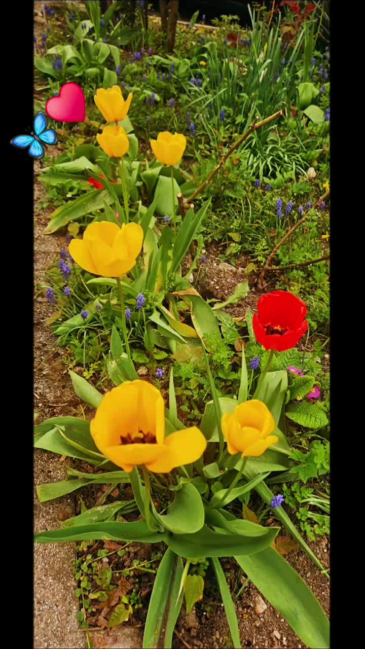 @Filiz Akın Kaderli 🦋&hearts;️