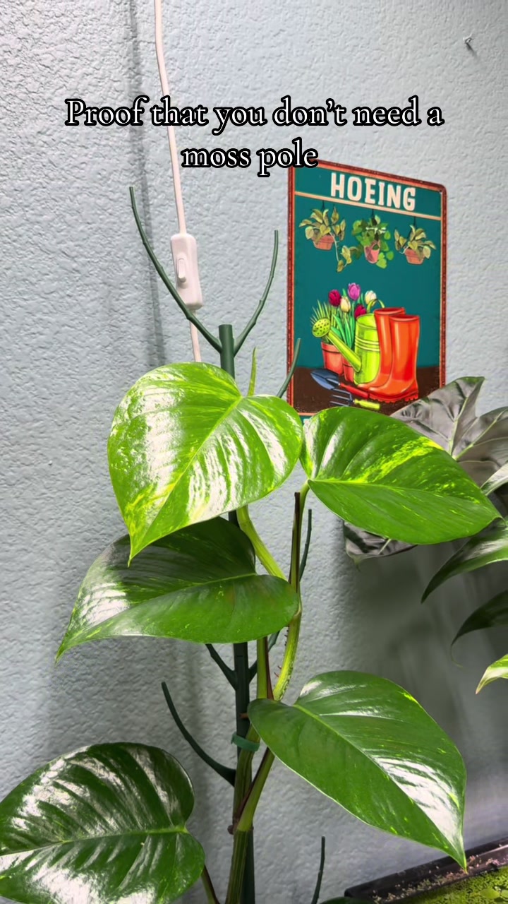 @dannys_fish_and_plants