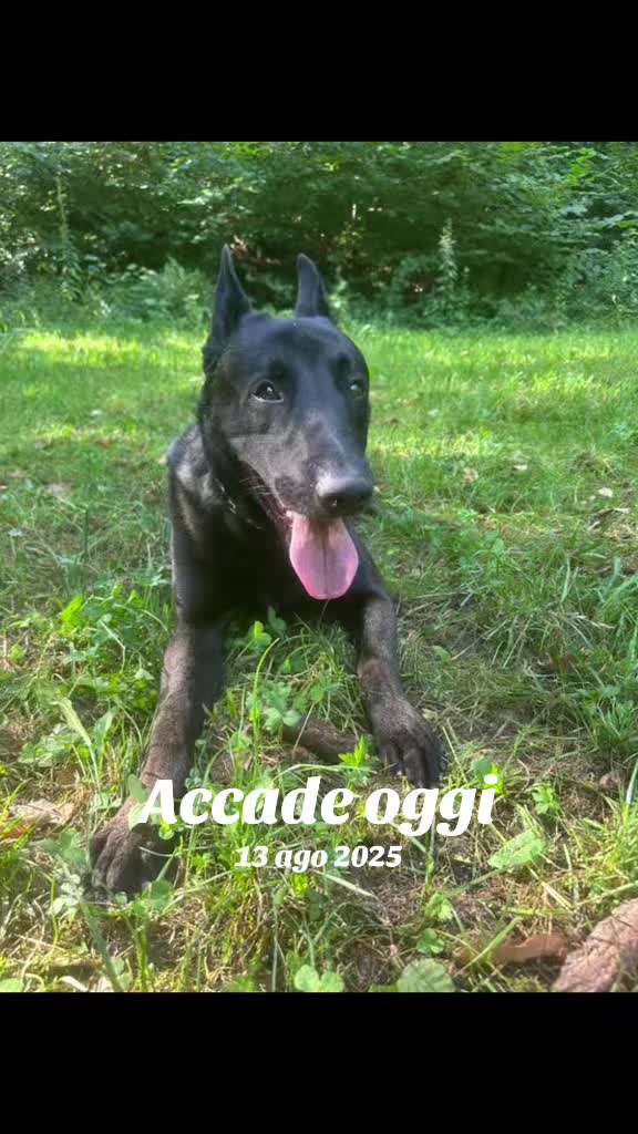 @ULLR&HEL Malinois