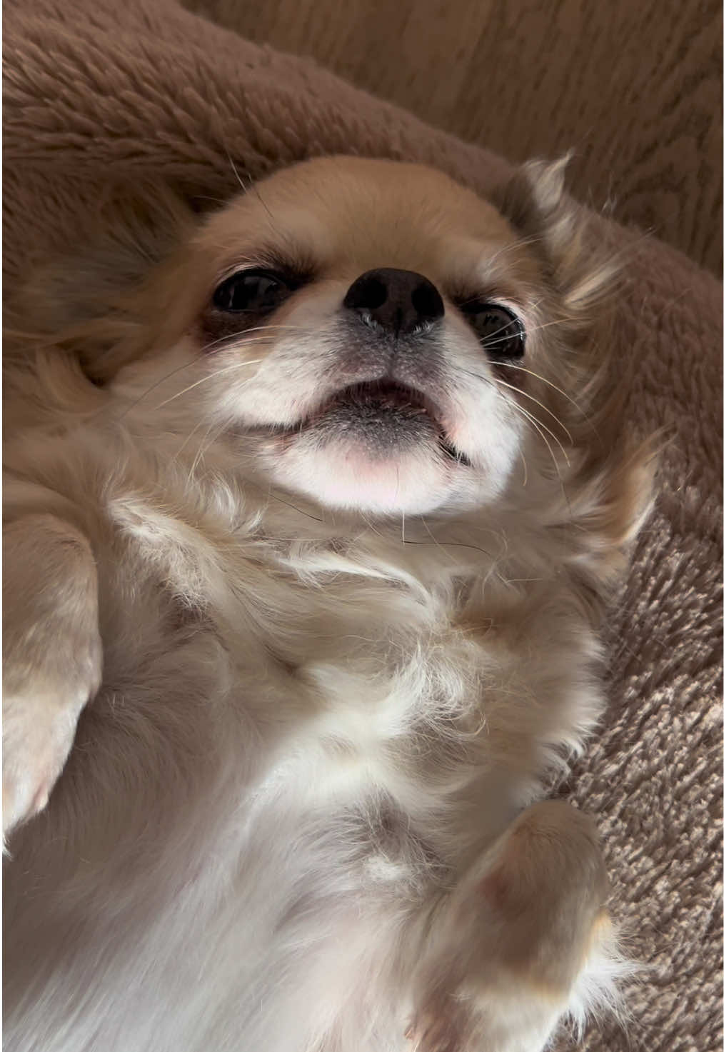 @Danielle |(chihuahua)mama 🐕🩵