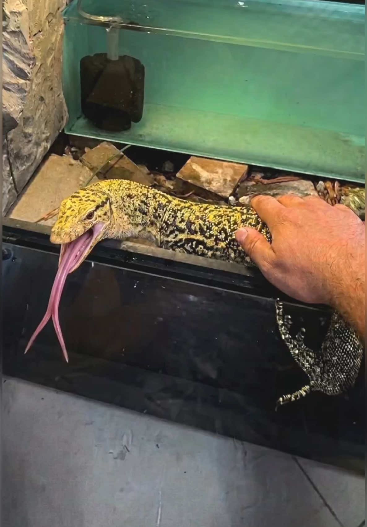 @Tommys_reptiles