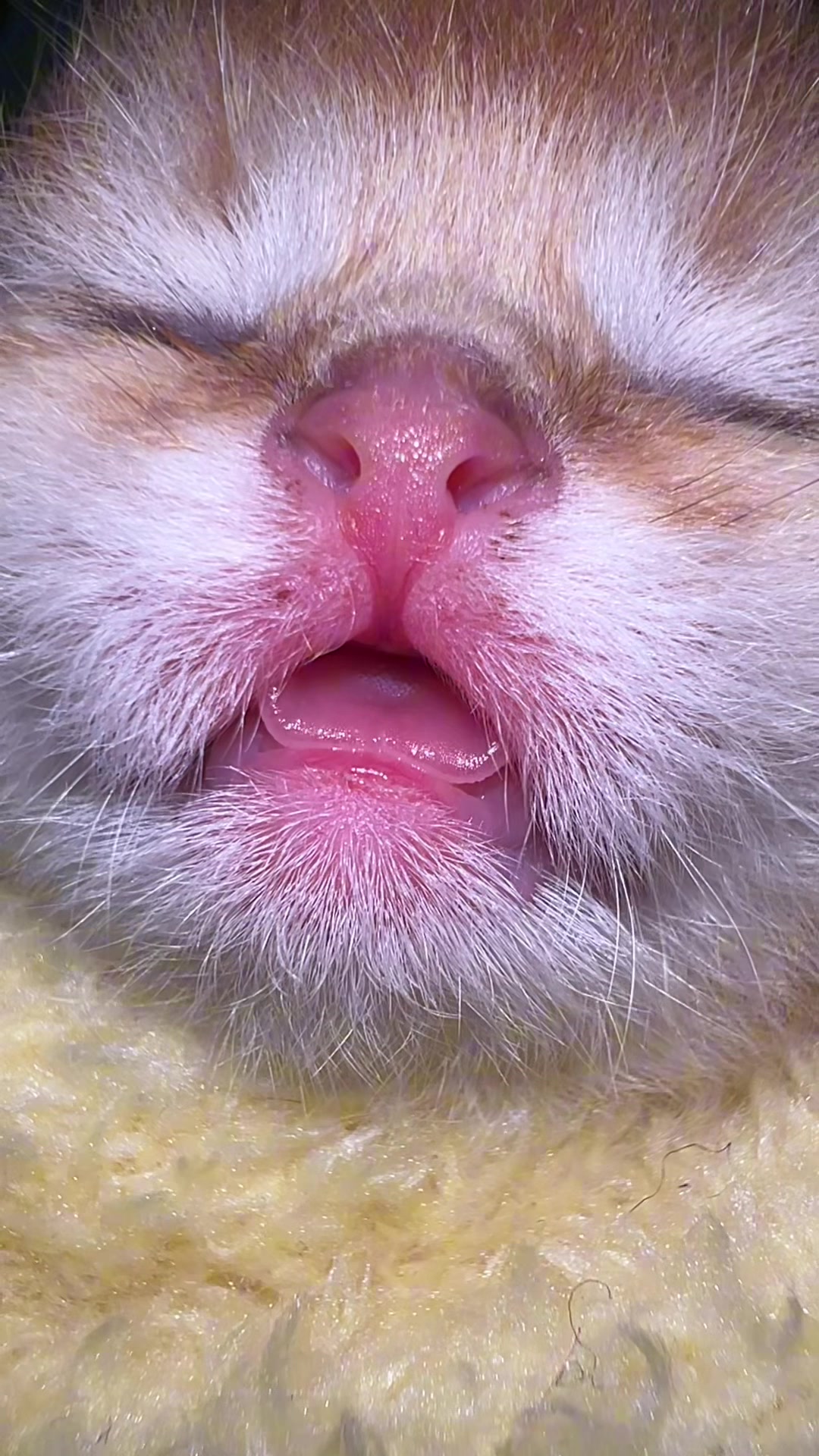 @Soothing Cats😻