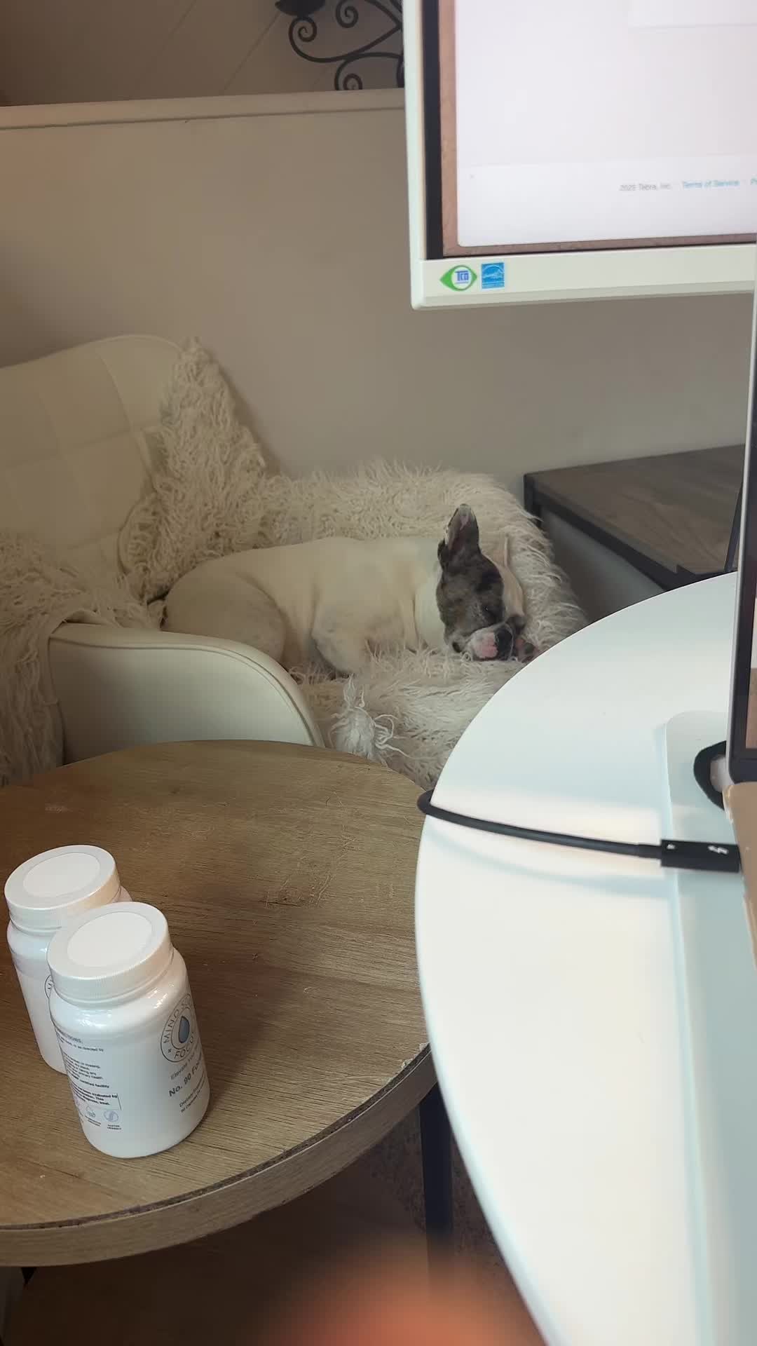 @Stella and Oreo