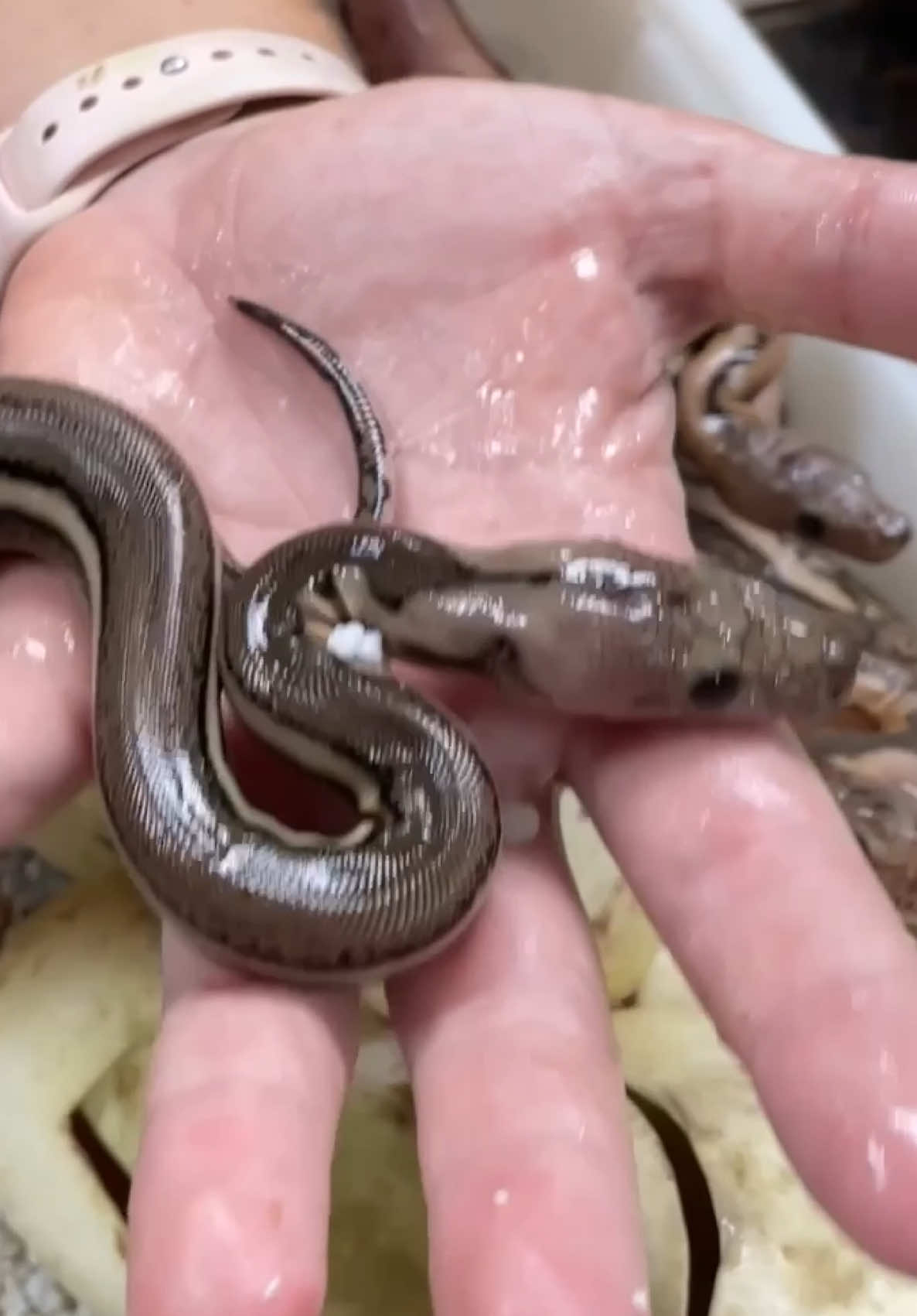 @The Reptile Zoo