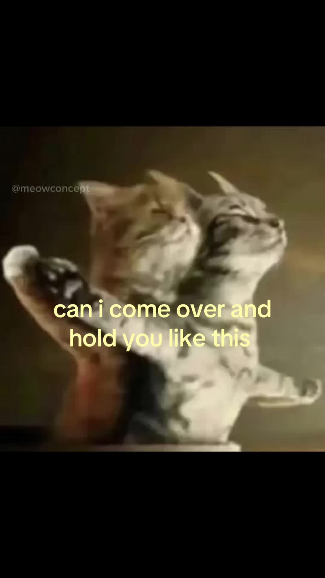 @meowconcept