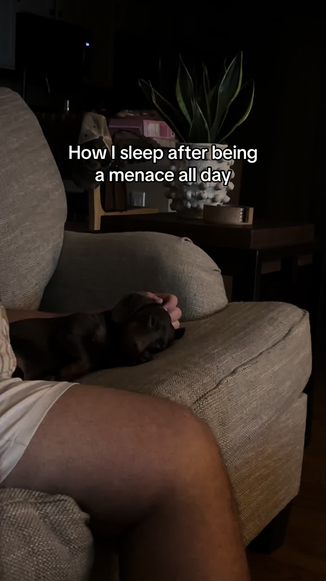 @Willie the Wiener Dog