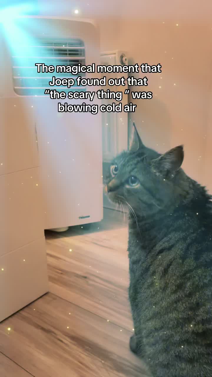 @Joep_the_ rescuecat