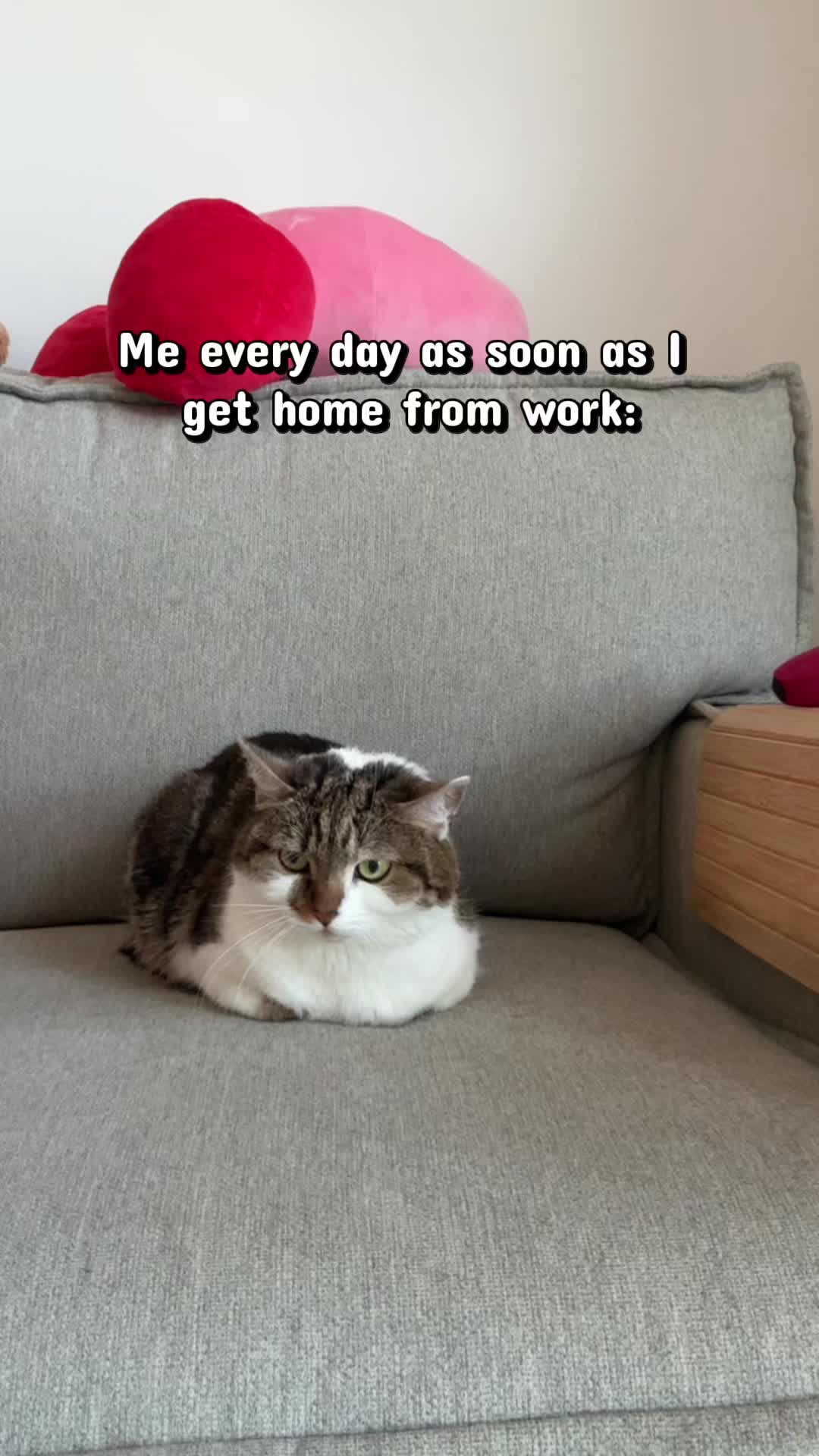 @Suki Purrs