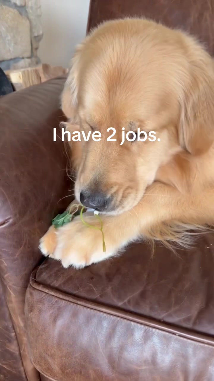 @DogMomisms