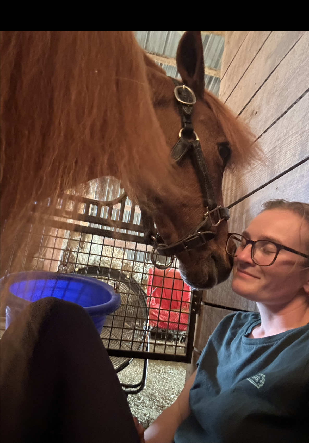 @Sarah & Patrick The Mini Horse