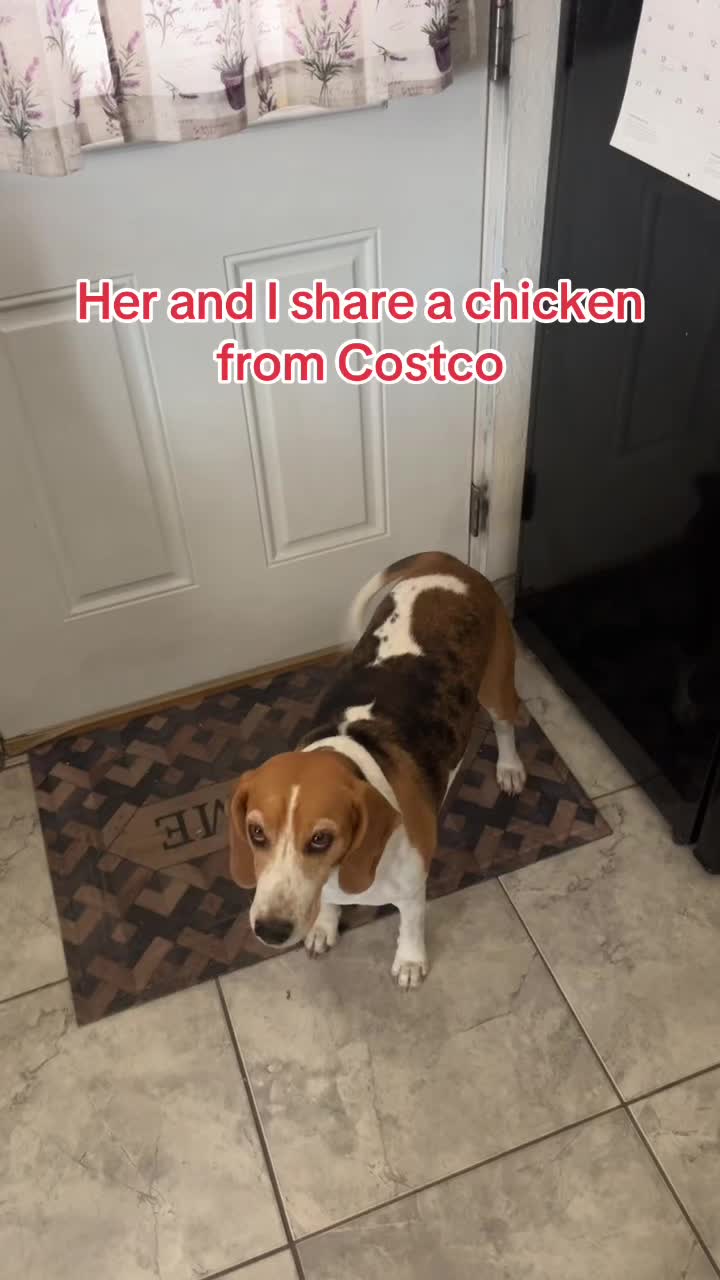 @Adventures of sky the beagle