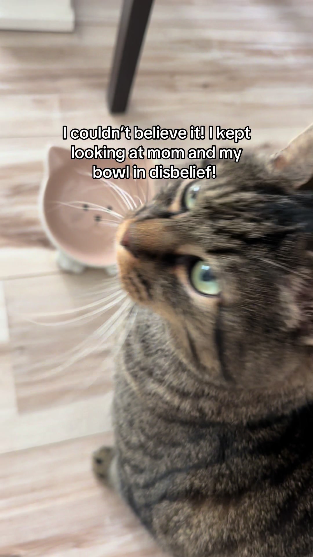 @Joep_the_ rescuecat