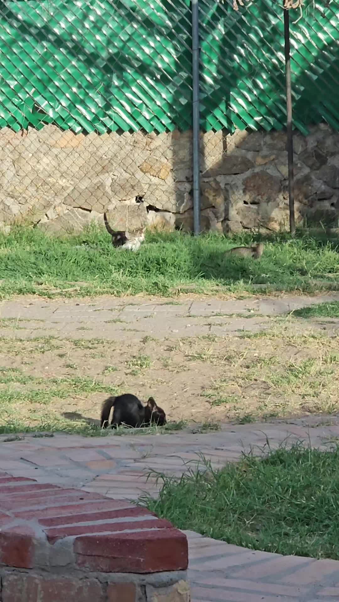 @Sonia&Rosieroo&hearts;️🐾