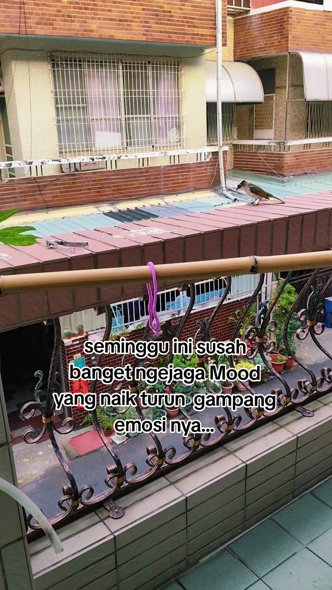 @Ceu Mumun 文文