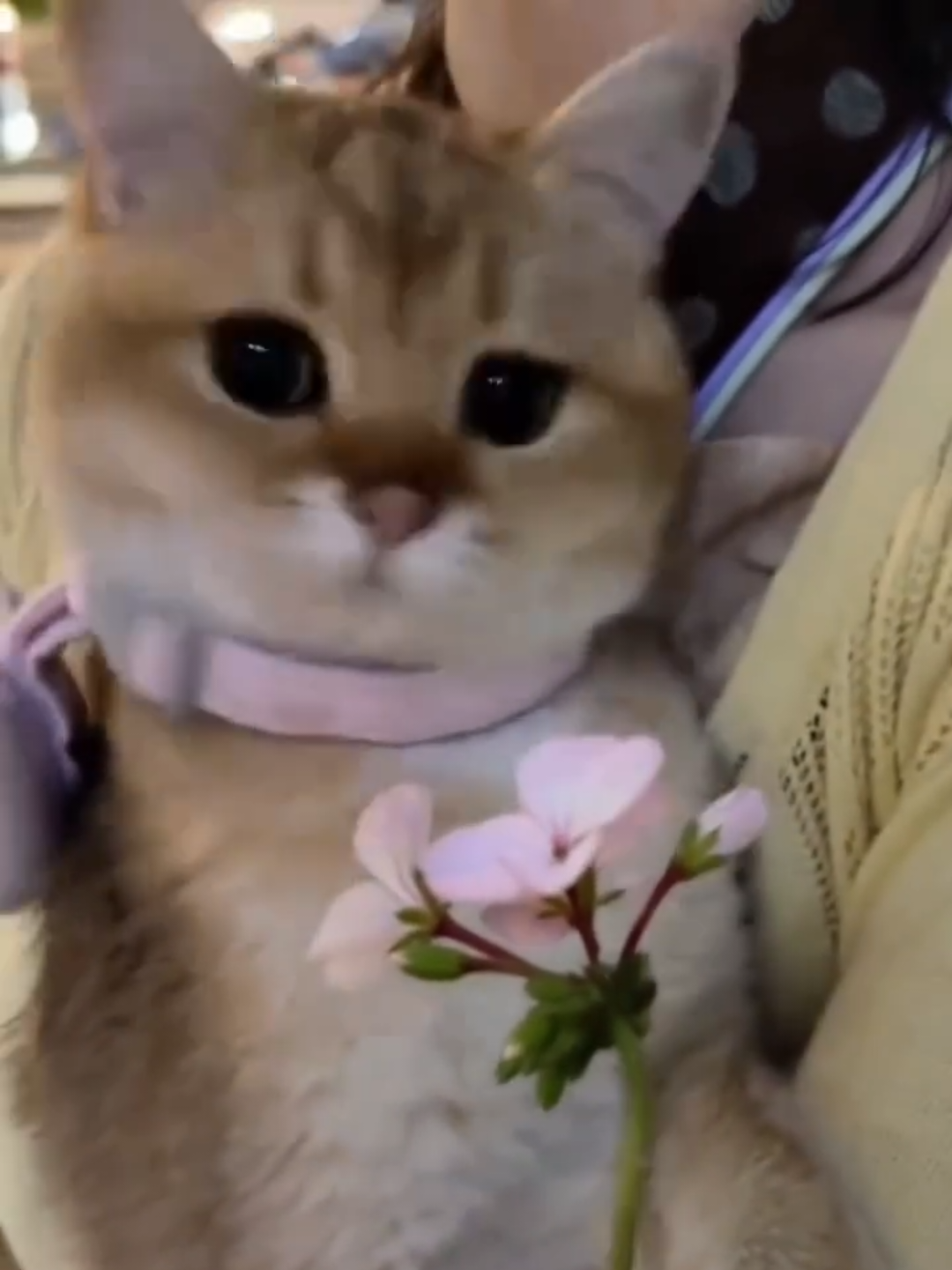 @Chonky World Of Cats